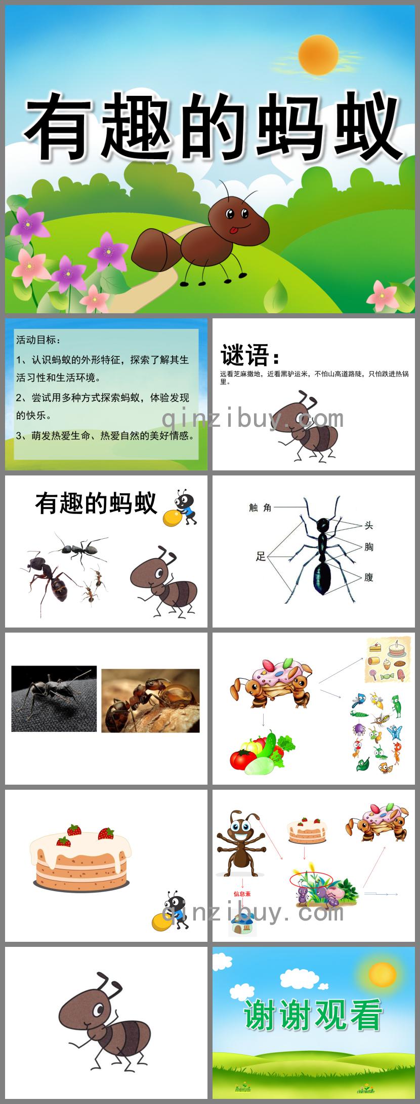 中班科学有趣的蚂蚁PPT课件