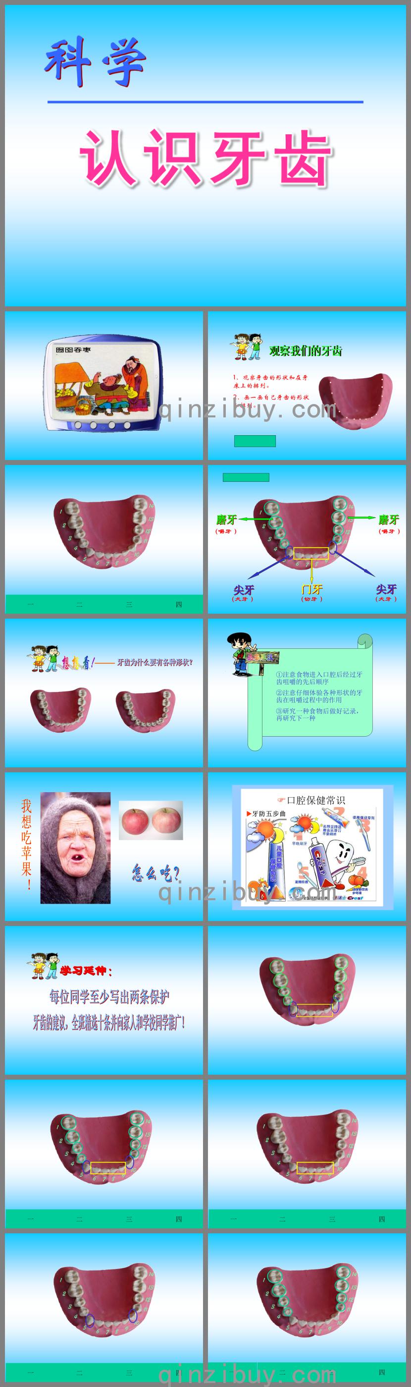 幼儿园科学认识牙齿PPT课件