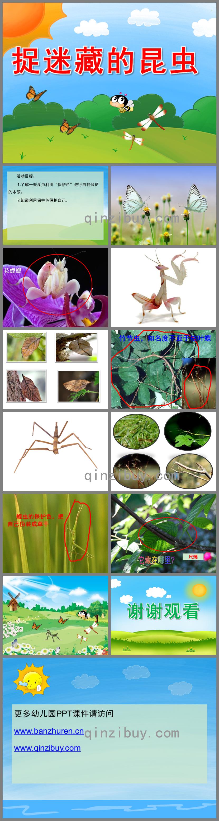 中班科学捉迷藏的昆虫PPT课件