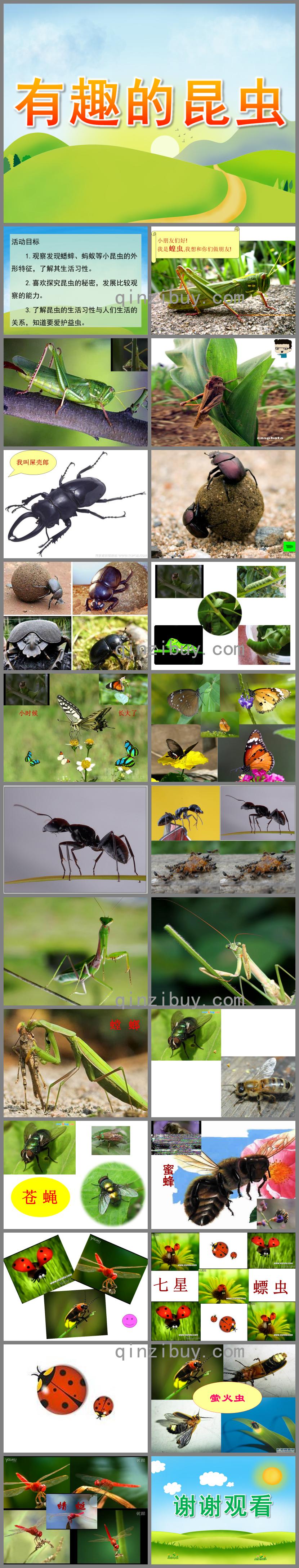 大班科学有趣的昆虫PPT课件