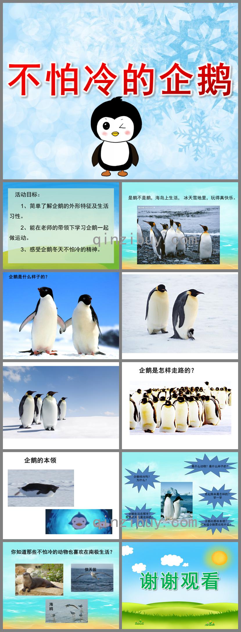 中班科学活动不怕冷的企鹅PPT课件