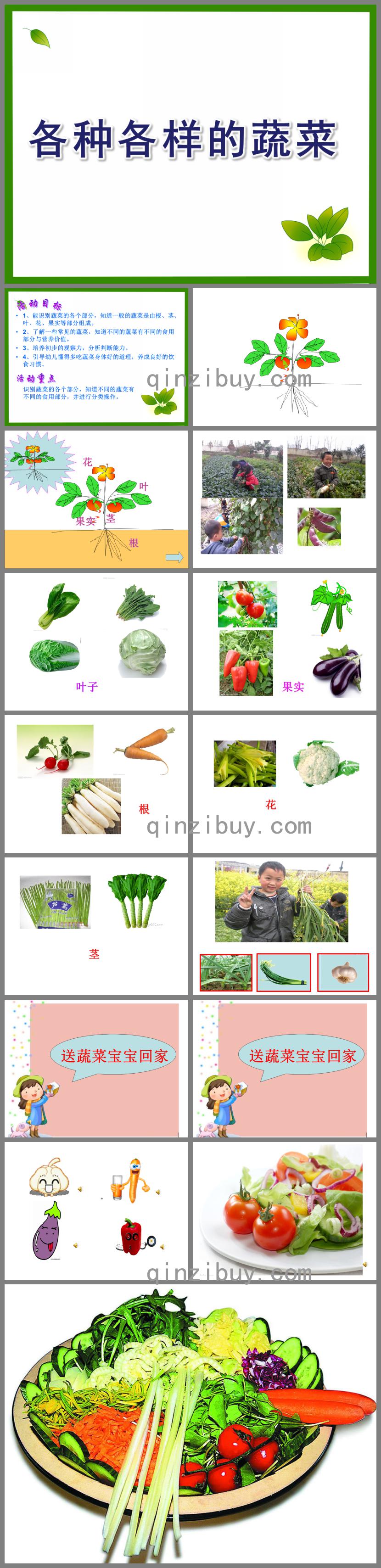 幼儿园科学各种各样的蔬菜PPT课件