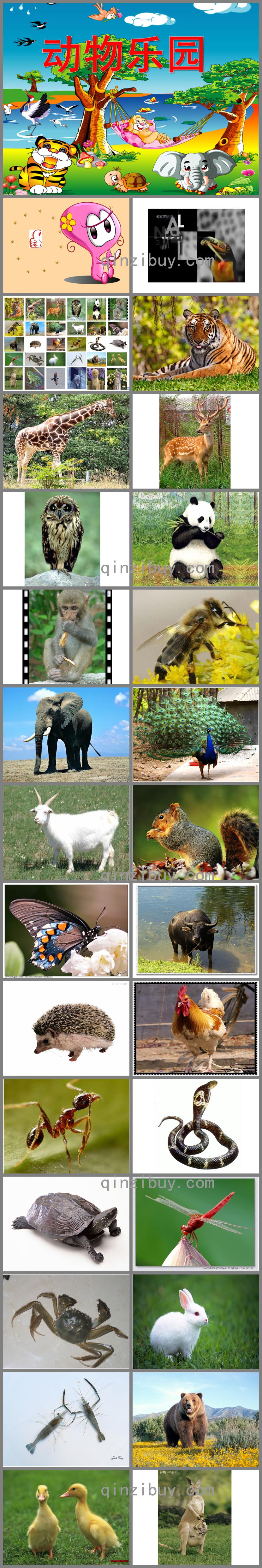中班主题奇妙的动物世界PPT课件