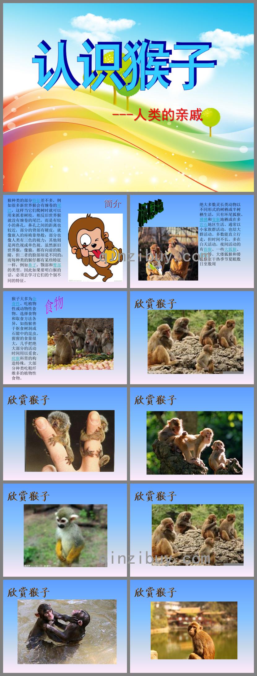 幼儿园科学认识猴子人类的亲戚PPT课件