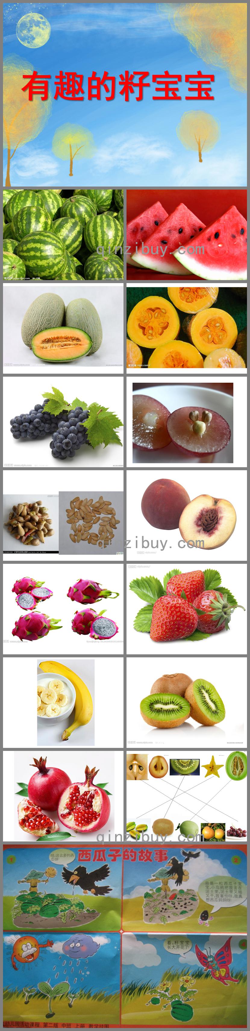 中班科学活动有趣的籽宝宝PPT课件