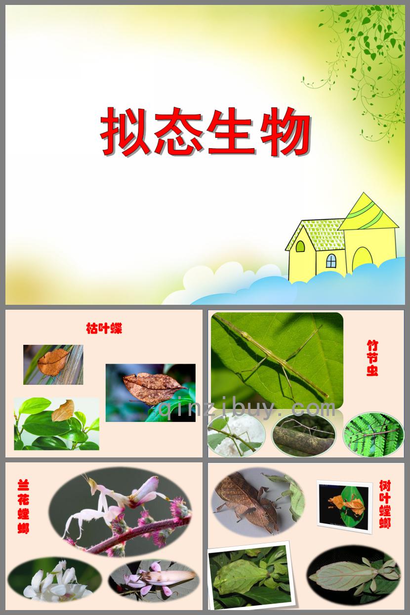 大班科学活动拟态生物PPT课件