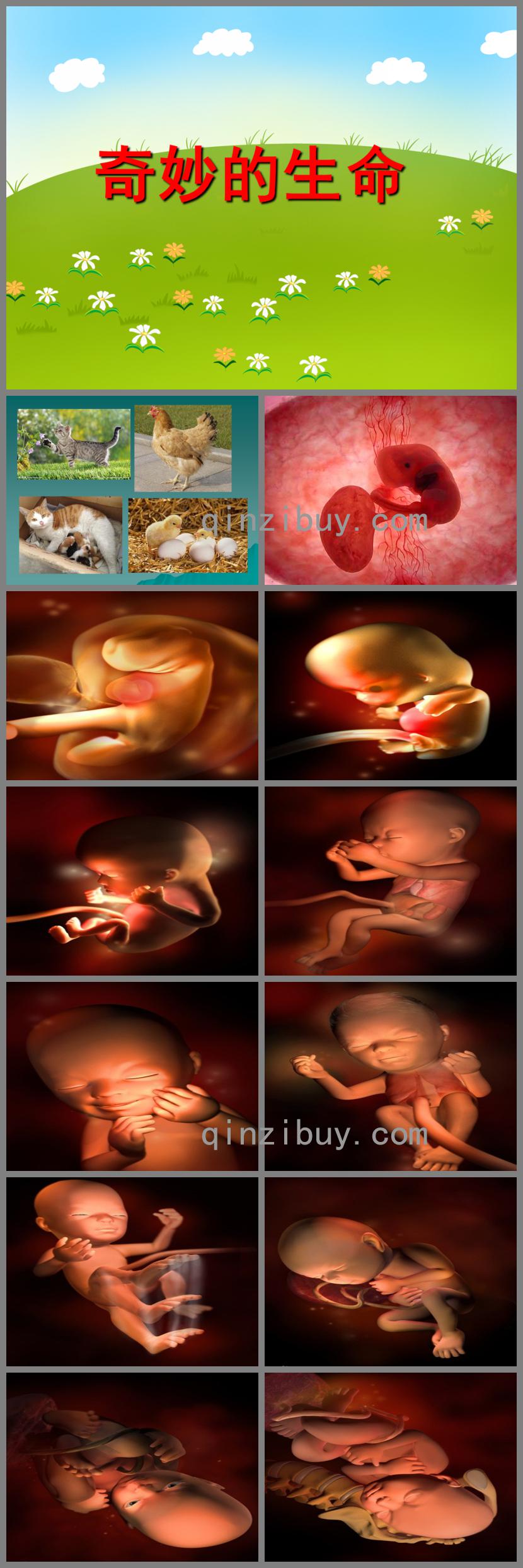 大班科学活动奇妙的生命PPT课件