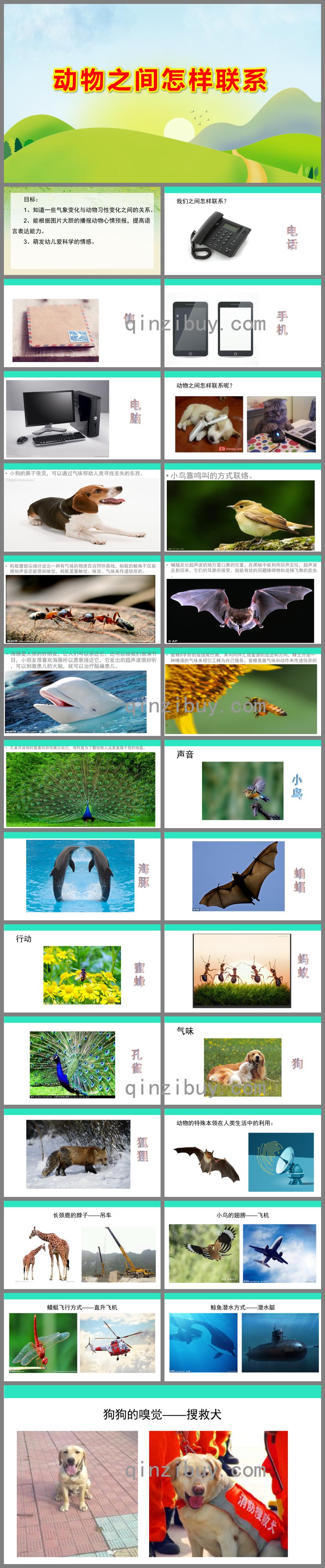 大班科学活动动物之间怎样联系PPT课件