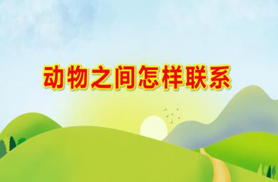 大班科学活动动物之间怎样联系PPT课件