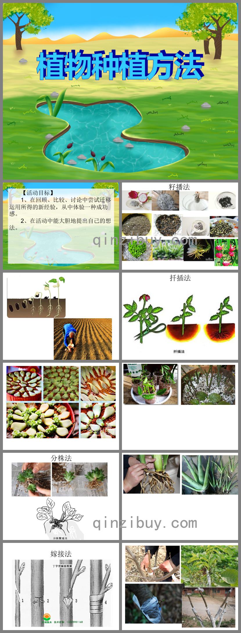 大班主题活动植物种植方法PPT课件
