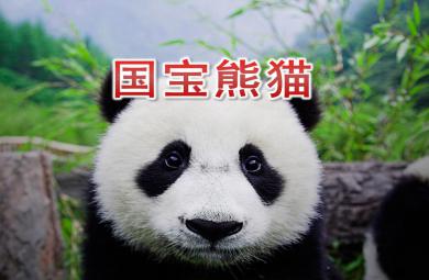 中班科学国宝熊猫PPT课件