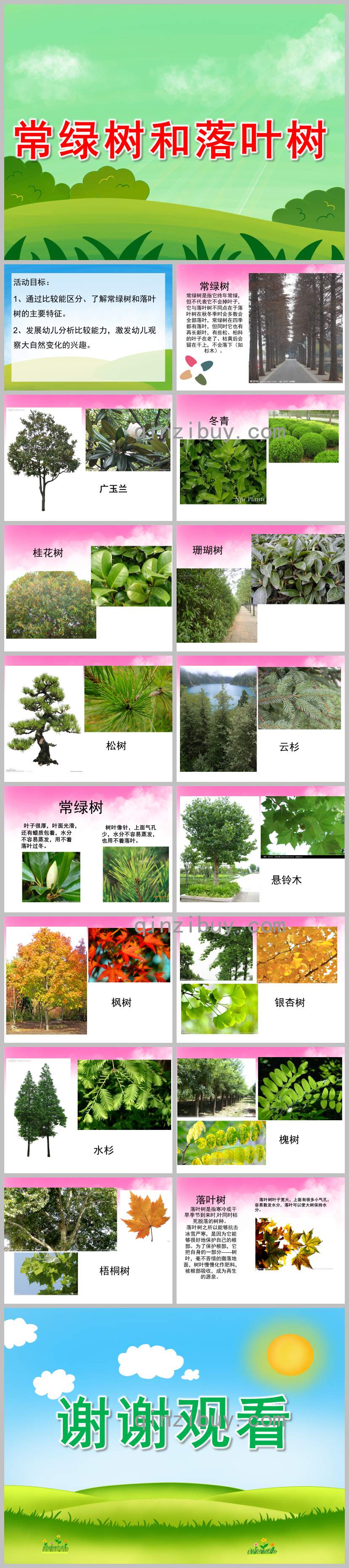 常绿树和落叶树PPT课件教案图片