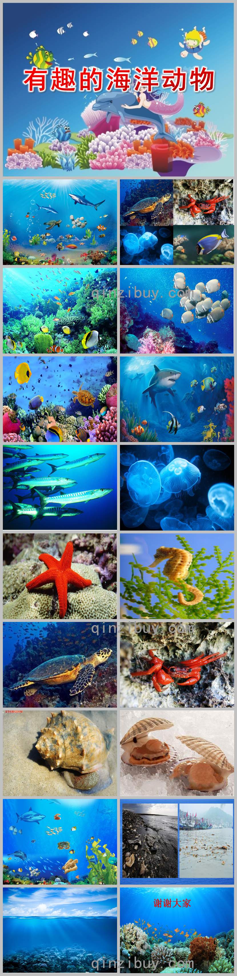 大班科学有趣的海洋动物PPT课件教案