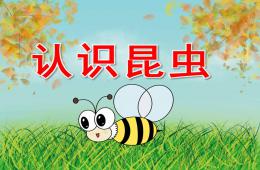 小班科学认识昆虫PPT课件