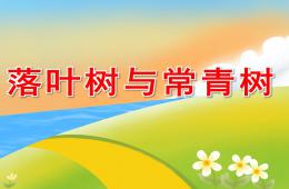 中班科学常青树和落叶树PPT课件