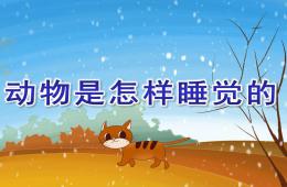 大班科学动物是怎样睡觉的PPT课件
