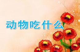 小班科学动物吃什么PPT课件