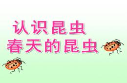 幼儿园认识昆虫 春天的昆虫PPT课件
