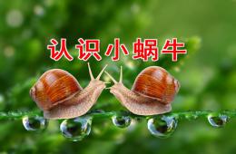 小班科学认识小蜗牛PPT课件