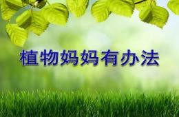 大班语言植物妈妈有办法PPT课件
