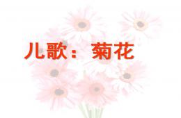大班儿歌菊花PPT课件