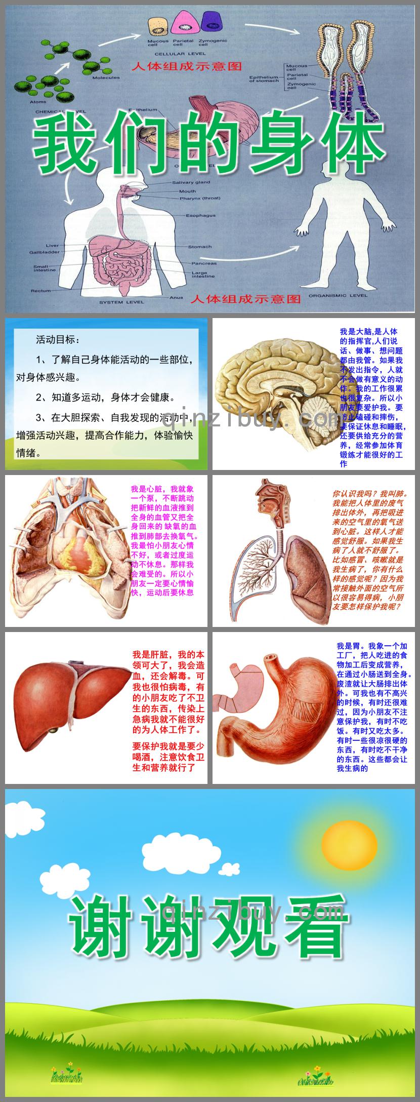 大班我们的身体PPT课件