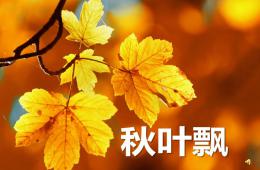 小班语言秋叶飘PPT课件配音