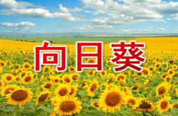 大班线描画向日葵PPT课件