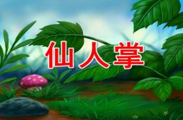 中班美术仙人掌PPT课件