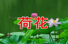 中班科学荷花PPT课件