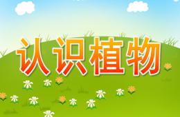 大班语言科学认识植物PPT课件