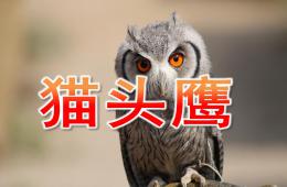 大班美术猫头鹰PPT课件