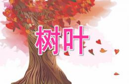 中班语言树叶PPT课件