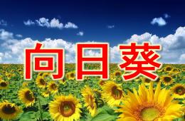 大班美术向日葵PPT课件