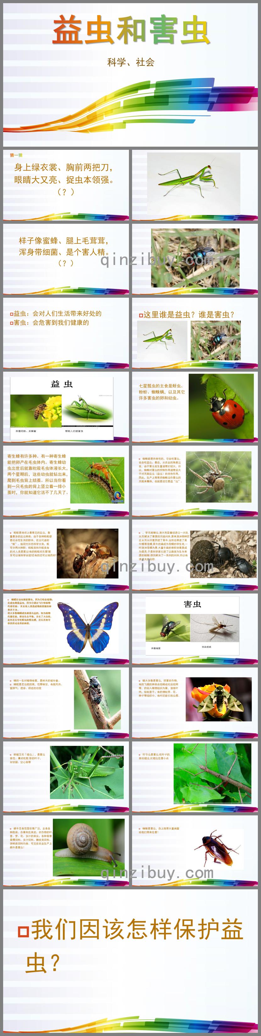 中班科学益虫和害虫PPT课件