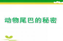 大班科学动物尾巴的秘密PPT课件