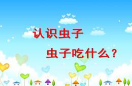 中班社会认识昆虫PPT课件