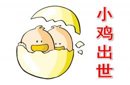 小班科学故事小鸡出世PPT课件