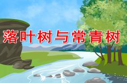 大班科学落叶树与常青树PPT课件视频