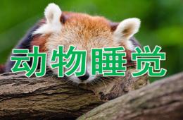 中班科学动物睡觉PPT课件