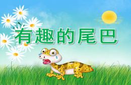 中班科学有趣的尾巴PPT课件视频