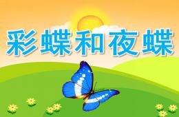 大班科学彩蝶和夜蝶PPT课件