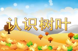 小班科学认识树叶PPT课件