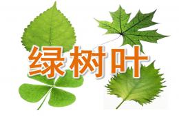 中班语言活动绿树叶PPT课件