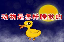大班助教活动动物是怎样睡觉的PPT课件