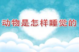 大班动物是怎样睡觉的PPT课件