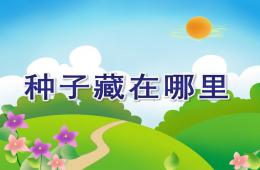 大班科学活动种子藏在哪里PPT课件