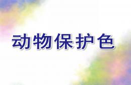 大班科学公开课动物保护色PPT课件