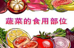 大班健康蔬菜的食用部位PPT课件