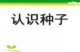 中班科学认识种子PPT课件